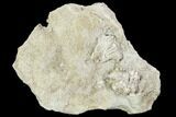 Crinoid (Rhodocrinites) Fossil on Rock - Gilmore City, Iowa #102968-1